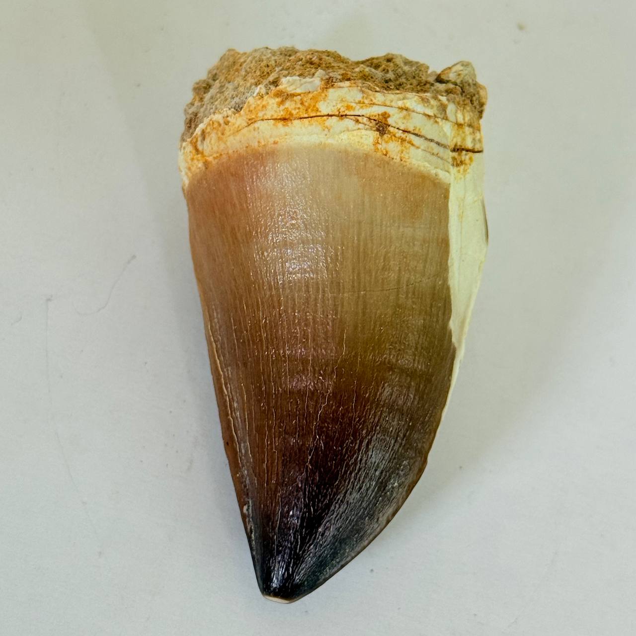 real mosasaur tooth fossil from Morocco (10) Authentic Mosasaurus Dinosaur Tooth – Late Cretaceous Marine Reptile Fossil - Image 11
