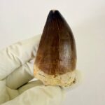 Mosasaurus Tooth Fossil from Morocco – Authentic Dinosaur Teeth & Marine Reptile