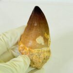 Large Mosasaur Tooth – Real Cretaceous Dinosaur Tooth Fossil