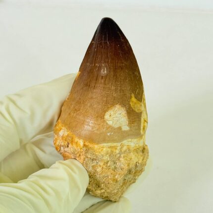 Large Mosasaur Tooth – Real Cretaceous Dinosaur Tooth Fossil