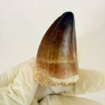 Mosasaurus Tooth Fossil from Morocco – Authentic Dinosaur Teeth & Marine Reptile - Image 3