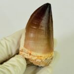 Authentic Mosasaurus Dinosaur Tooth – Late Cretaceous Marine Reptile Fossil