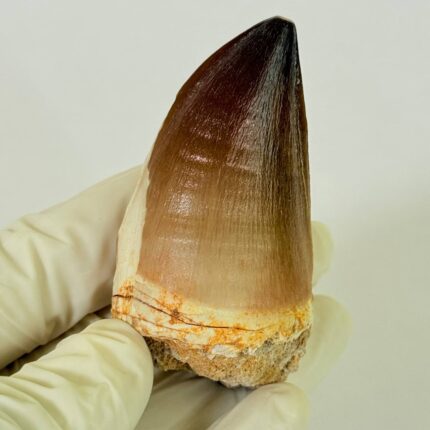 Authentic Mosasaurus Dinosaur Tooth – Late Cretaceous Marine Reptile Fossil