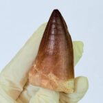 Museum-Grade Mosasaurus Tooth – Real Dinosaur Teeth Fossil from the Cretaceous Seas - Image 3