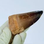 Genuine Mosasaur Tooth Fossil – Cretaceous Dinosaur Tooth from Ancient Marine Reptile - Image 3