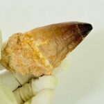 Large Mosasaur Tooth – Real Cretaceous Dinosaur Tooth Fossil - Image 4