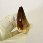 Mosasaurus Tooth Fossil from Morocco – Authentic Dinosaur Teeth & Marine Reptile - Image 4