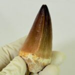 Authentic Mosasaurus Dinosaur Tooth – Late Cretaceous Marine Reptile Fossil - Image 4