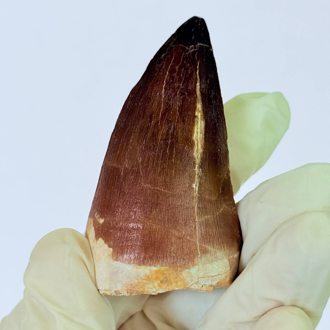 real mosasaur tooth fossil from Morocco (3) Museum-Grade Mosasaurus Tooth – Real Dinosaur Teeth Fossil from the Cretaceous Seas - Image 4