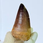 Genuine Mosasaur Tooth Fossil – Cretaceous Dinosaur Tooth from Ancient Marine Reptile - Image 4