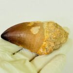 Large Mosasaur Tooth – Real Cretaceous Dinosaur Tooth Fossil - Image 5