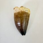 Mosasaurus Tooth Fossil from Morocco – Authentic Dinosaur Teeth & Marine Reptile - Image 5
