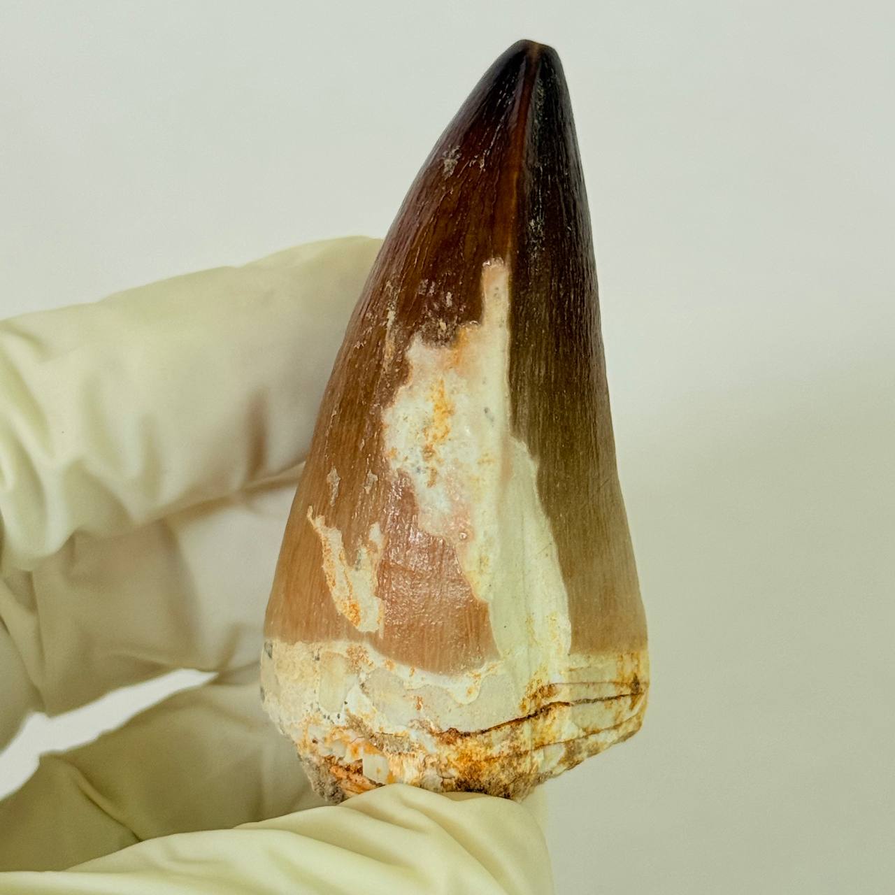 real mosasaur tooth fossil from Morocco (4) Authentic Mosasaurus Dinosaur Tooth – Late Cretaceous Marine Reptile Fossil - Image 5