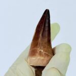 Museum-Grade Mosasaurus Tooth – Real Dinosaur Teeth Fossil from the Cretaceous Seas - Image 5