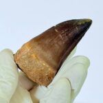 Genuine Mosasaur Tooth Fossil – Cretaceous Dinosaur Tooth from Ancient Marine Reptile - Image 5