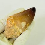 Large Mosasaur Tooth – Real Cretaceous Dinosaur Tooth Fossil - Image 6