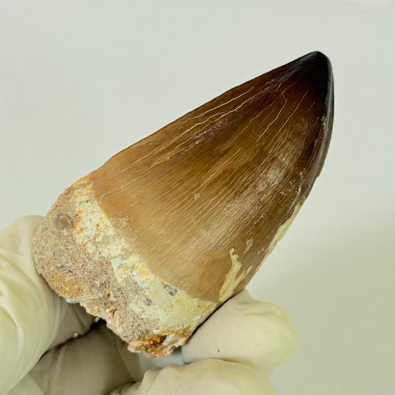 real mosasaur tooth fossil from Morocco (5) Authentic Mosasaurus Dinosaur Tooth – Late Cretaceous Marine Reptile Fossil - Image 6