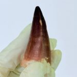 Museum-Grade Mosasaurus Tooth – Real Dinosaur Teeth Fossil from the Cretaceous Seas - Image 6