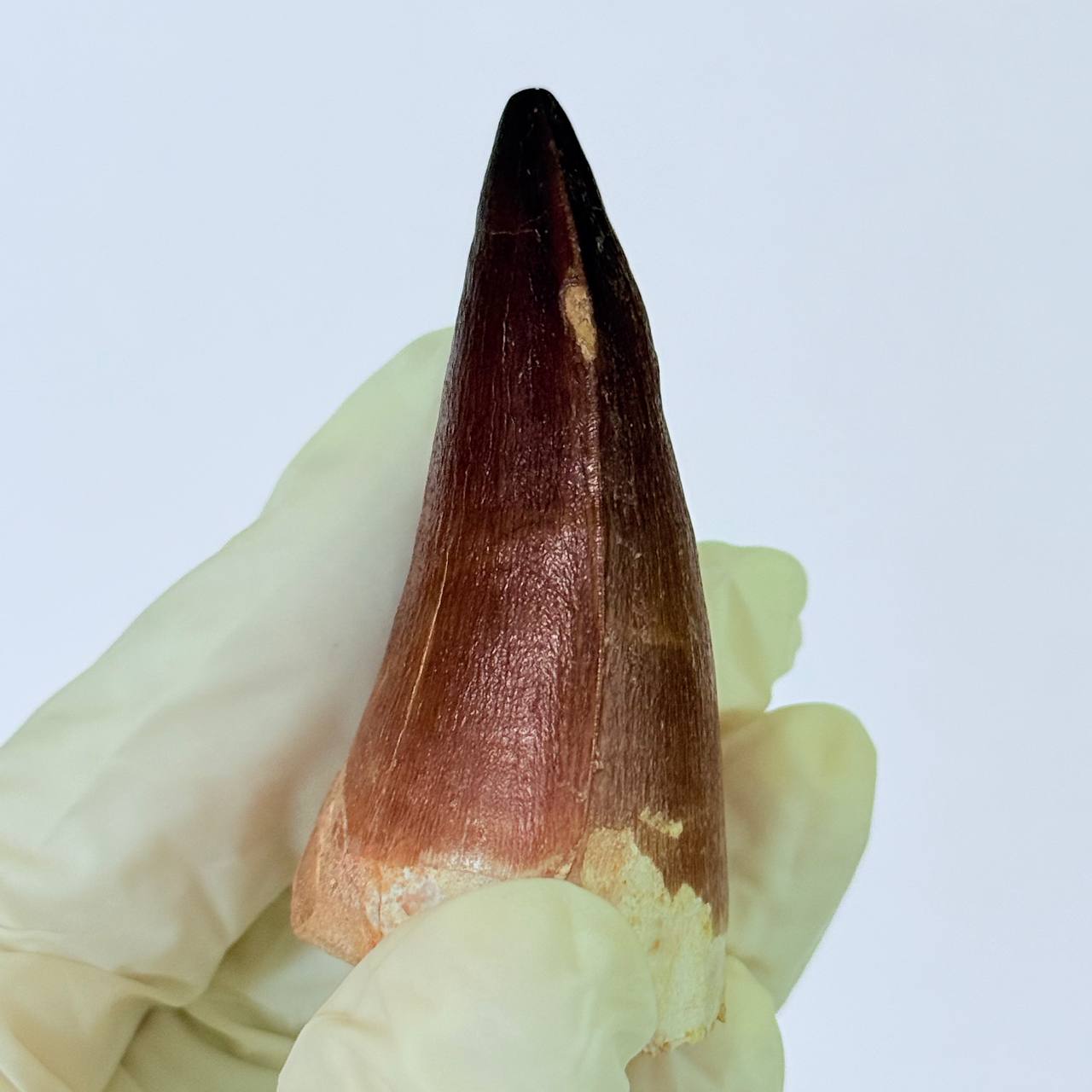 real mosasaur tooth fossil from Morocco (5) Museum-Grade Mosasaurus Tooth – Real Dinosaur Teeth Fossil from the Cretaceous Seas - Image 6