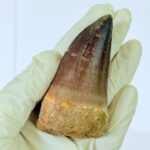 Genuine Mosasaur Tooth Fossil – Cretaceous Dinosaur Tooth from Ancient Marine Reptile