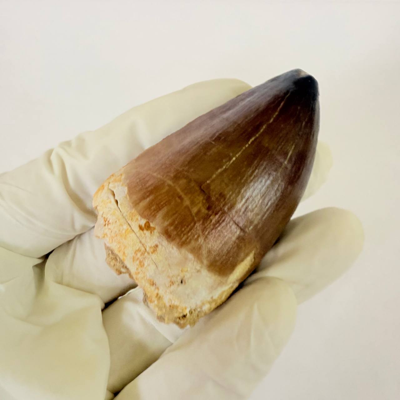 real mosasaur tooth fossil from Morocco (5) Mosasaurus Tooth Fossil from Morocco – Authentic Dinosaur Teeth & Marine Reptile - Image 6