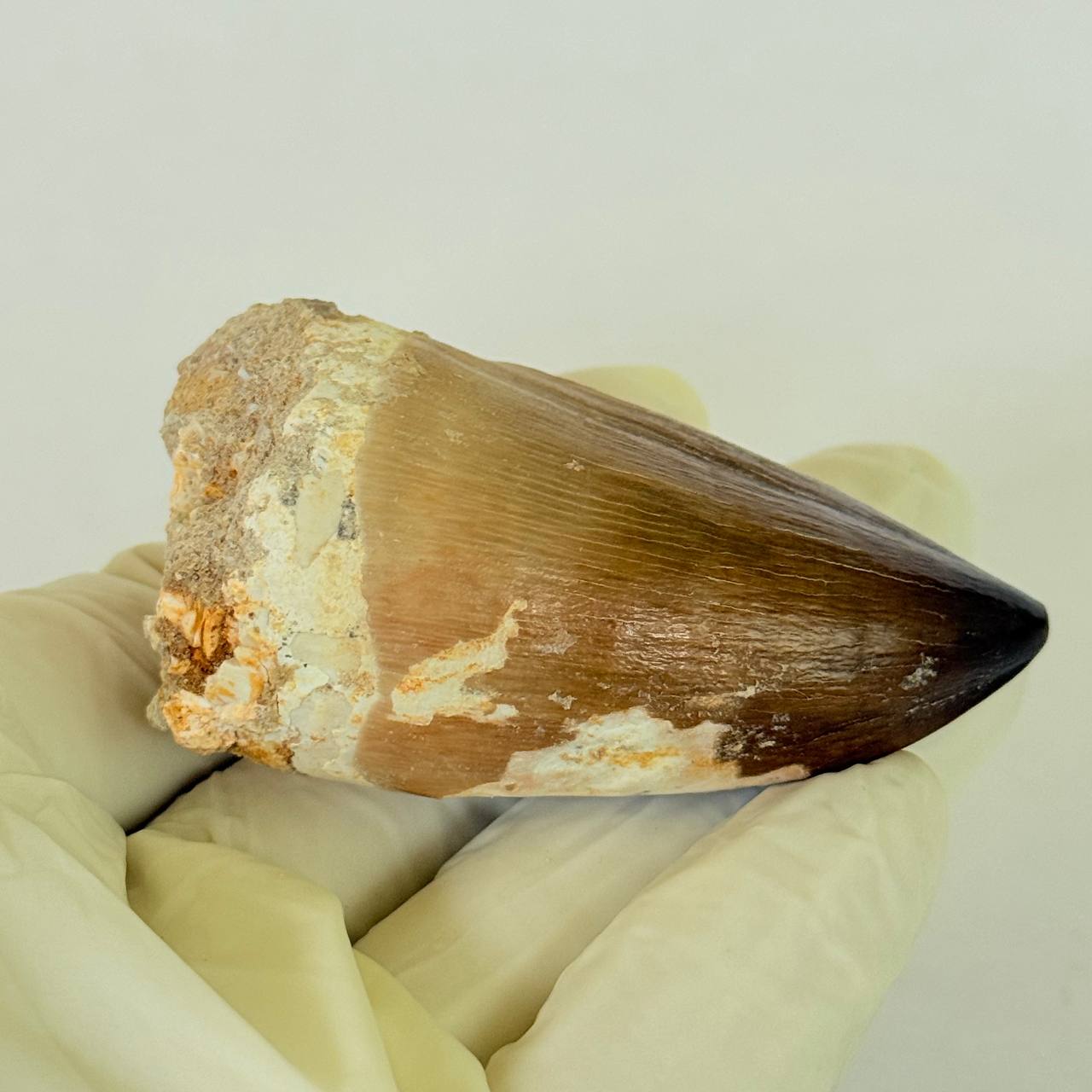 real mosasaur tooth fossil from Morocco (6) Authentic Mosasaurus Dinosaur Tooth – Late Cretaceous Marine Reptile Fossil - Image 7