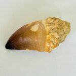 Large Mosasaur Tooth – Real Cretaceous Dinosaur Tooth Fossil - Image 7