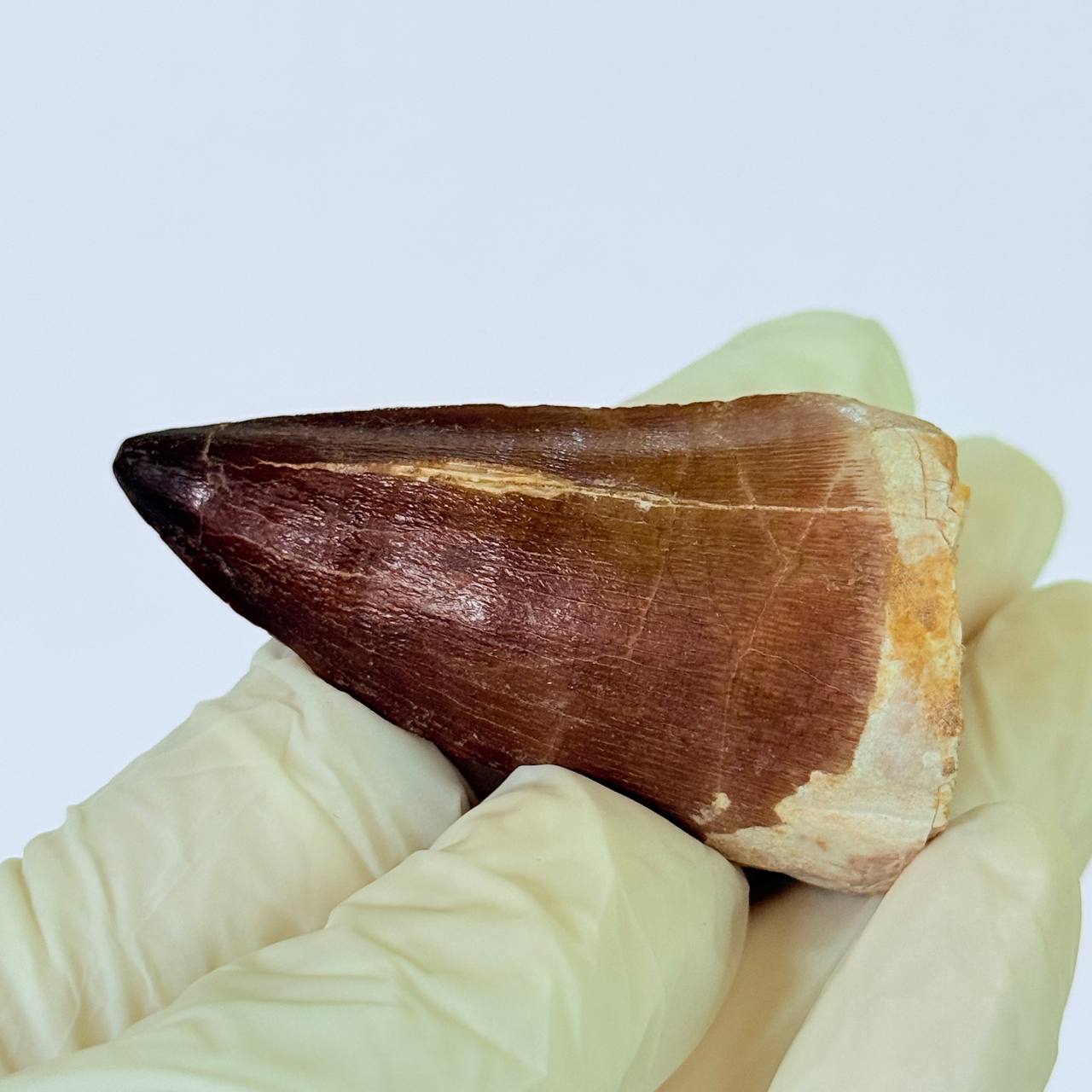 real mosasaur tooth fossil from Morocco (6) Museum-Grade Mosasaurus Tooth – Real Dinosaur Teeth Fossil from the Cretaceous Seas - Image 7