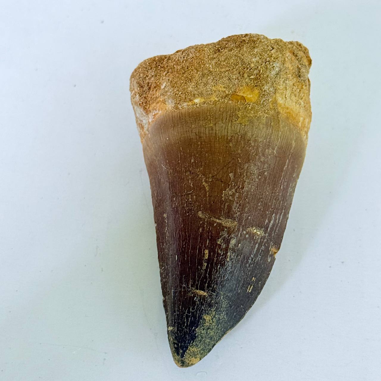 real mosasaur tooth fossil from Morocco (6) Genuine Mosasaur Tooth Fossil – Cretaceous Dinosaur Tooth from Ancient Marine Reptile - Image 7