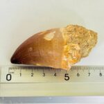 Large Mosasaur Tooth – Real Cretaceous Dinosaur Tooth Fossil - Image 8