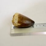 Mosasaurus Tooth Fossil from Morocco – Authentic Dinosaur Teeth & Marine Reptile - Image 7