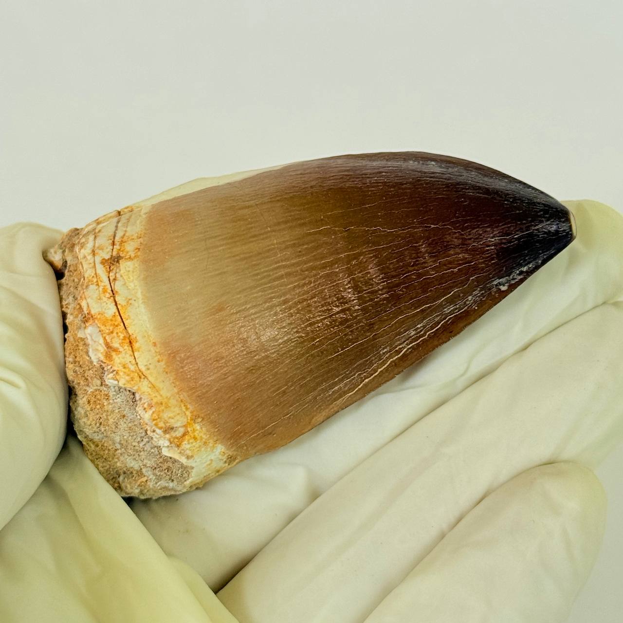 real mosasaur tooth fossil from Morocco (7) Authentic Mosasaurus Dinosaur Tooth – Late Cretaceous Marine Reptile Fossil - Image 8