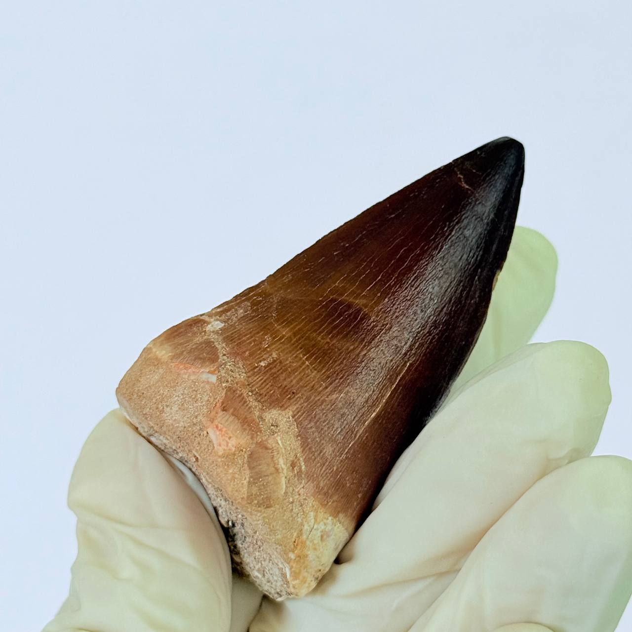 real mosasaur tooth fossil from Morocco (7) Museum-Grade Mosasaurus Tooth – Real Dinosaur Teeth Fossil from the Cretaceous Seas - Image 8