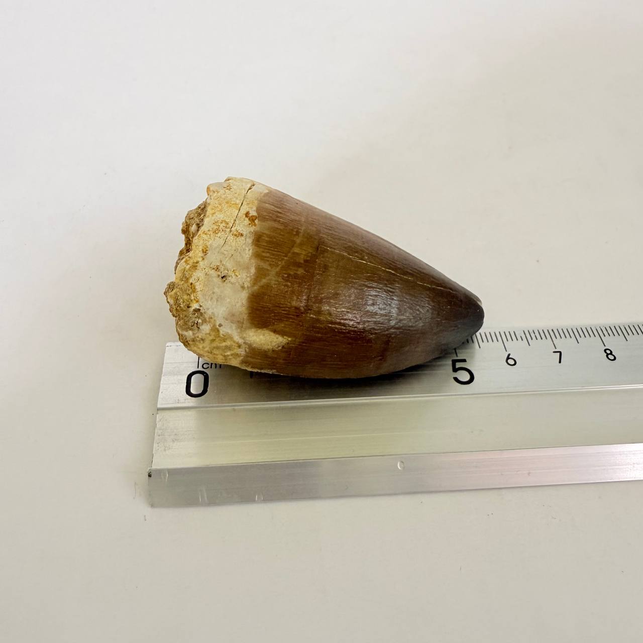 real mosasaur tooth fossil from Morocco (7) Mosasaurus Tooth Fossil from Morocco – Authentic Dinosaur Teeth & Marine Reptile - Image 7