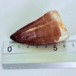 Museum-Grade Mosasaurus Tooth – Real Dinosaur Teeth Fossil from the Cretaceous Seas - Image 9