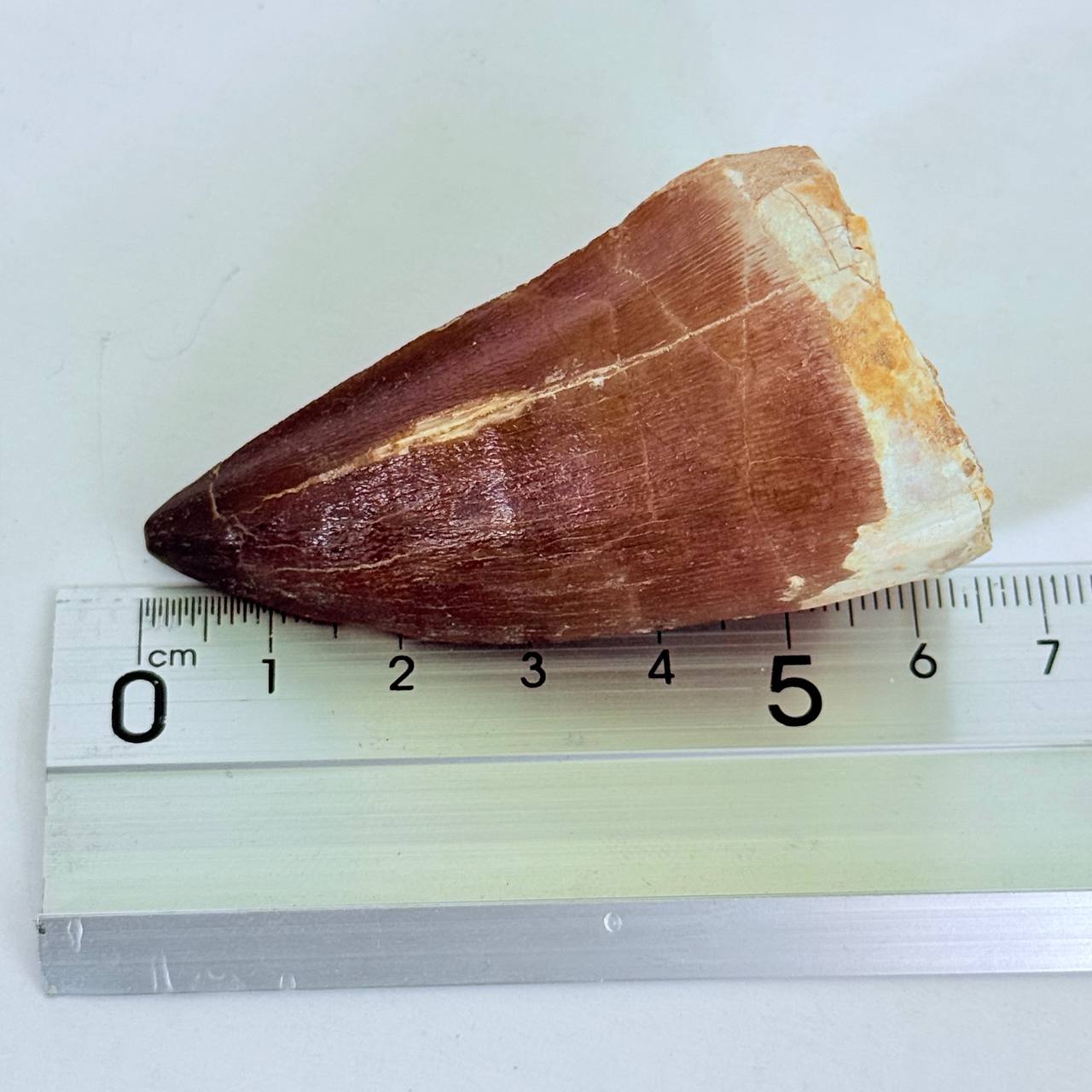 real mosasaur tooth fossil from Morocco (8) Museum-Grade Mosasaurus Tooth – Real Dinosaur Teeth Fossil from the Cretaceous Seas - Image 9