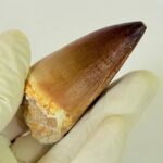 Authentic Mosasaurus Dinosaur Tooth – Late Cretaceous Marine Reptile Fossil - Image 9