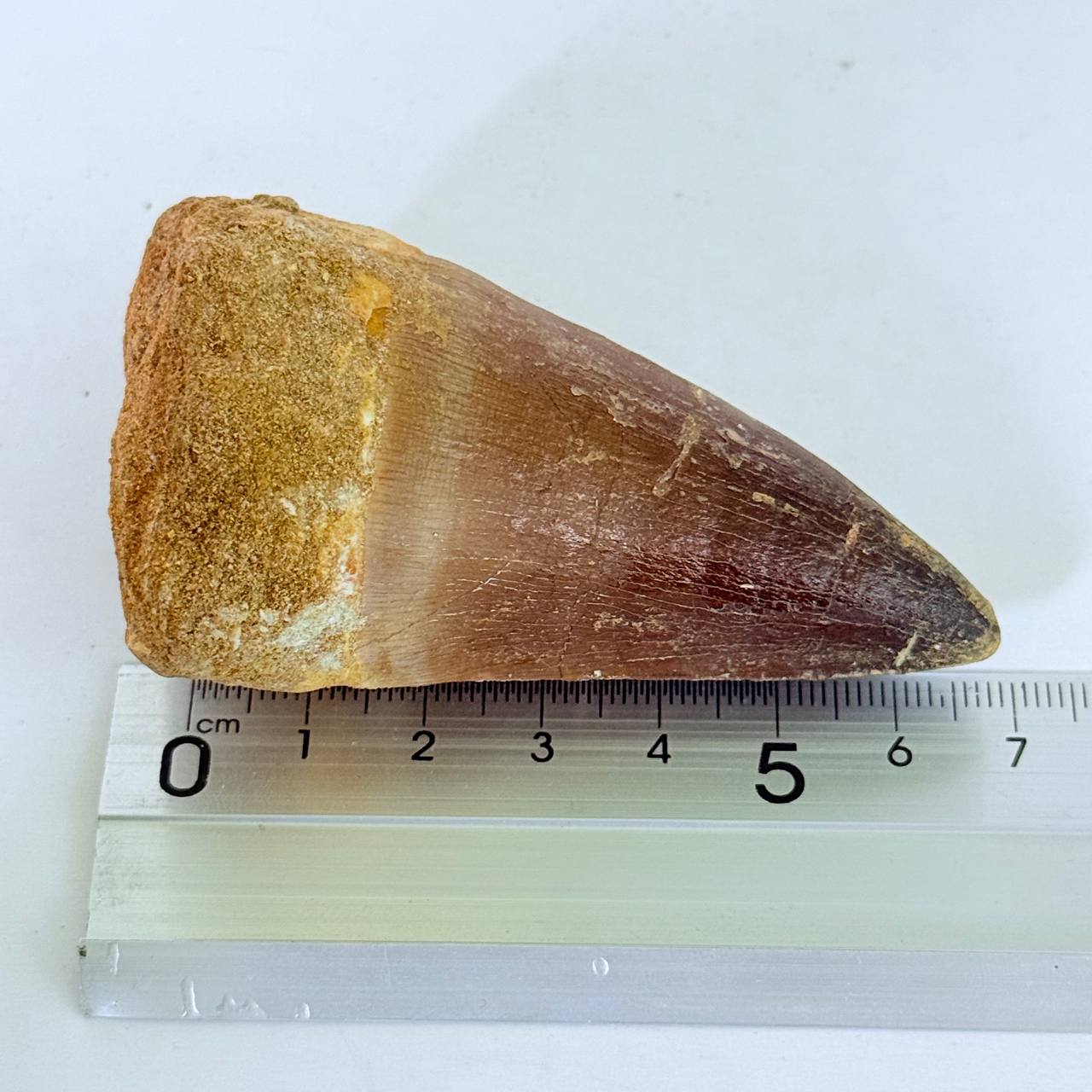real mosasaur tooth fossil from Morocco (8) Genuine Mosasaur Tooth Fossil – Cretaceous Dinosaur Tooth from Ancient Marine Reptile - Image 8