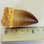 Authentic Mosasaurus Dinosaur Tooth – Late Cretaceous Marine Reptile Fossil - Image 10