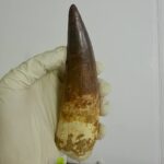 Quality 5.9 IN fossil spinosaurus tooth from a large dinosaur - Image 2