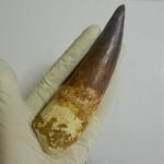 Quality 5.9 IN fossil spinosaurus tooth from a large dinosaur - Image 11