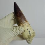 Quality 5.9 IN fossil spinosaurus tooth from a large dinosaur - Image 12