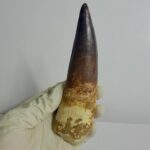 Quality 5.9 IN fossil spinosaurus tooth from a large dinosaur