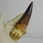 Quality 5.9 IN fossil spinosaurus tooth from a large dinosaur - Image 14