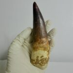 Quality 5.9 IN fossil spinosaurus tooth from a large dinosaur - Image 15