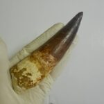 Quality 5.9 IN fossil spinosaurus tooth from a large dinosaur - Image 3