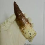 Quality 5.9 IN fossil spinosaurus tooth from a large dinosaur - Image 4