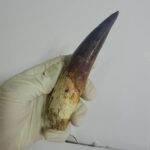 Quality 5.9 IN fossil spinosaurus tooth from a large dinosaur - Image 6