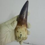 Quality 5.9 IN fossil spinosaurus tooth from a large dinosaur - Image 7