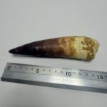 Quality 5.9 IN fossil spinosaurus tooth from a large dinosaur - Image 8